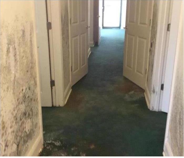 mold growing on walls and carpet in a vacant house