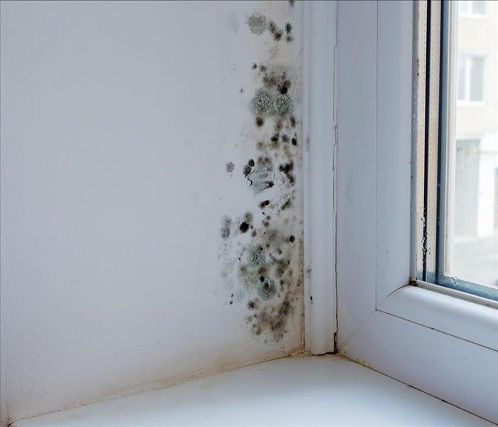 mold growing on wall by window